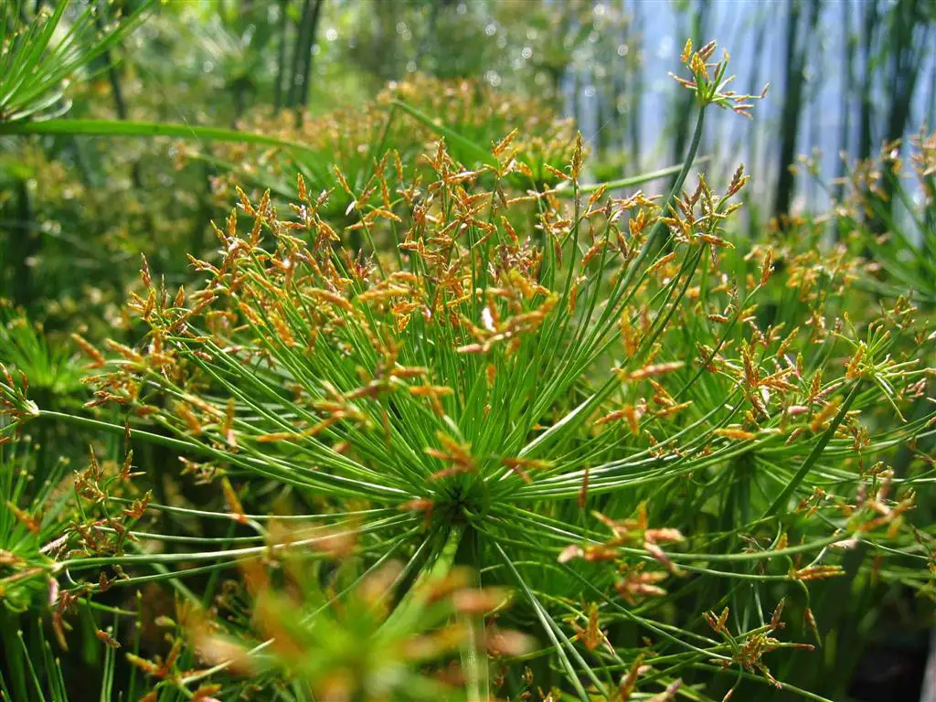 cyperus-papyrus-nanus cyperus-papyrus-nanus