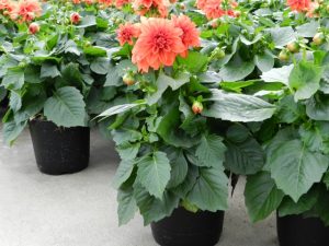 aprende a plantar dalia en macetas