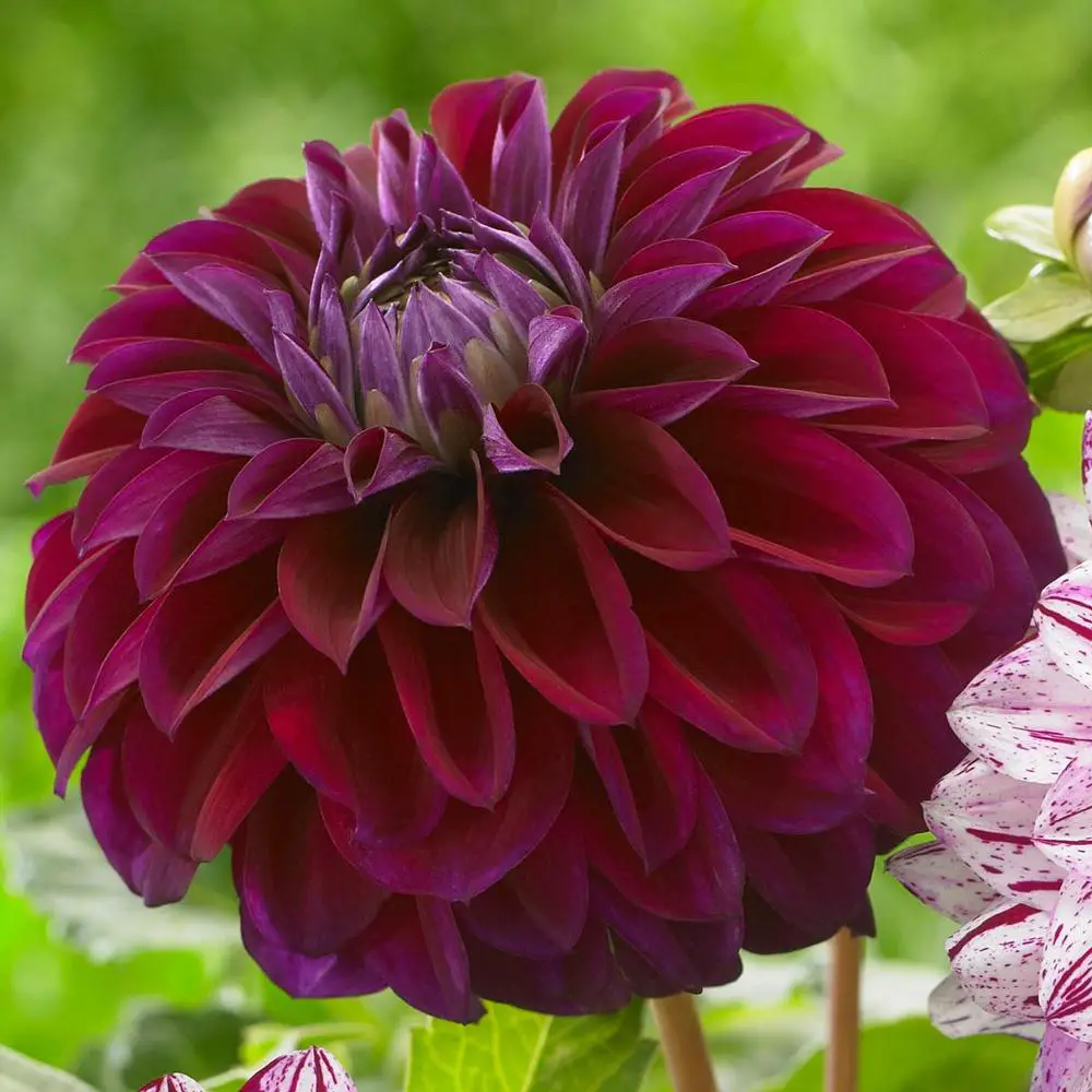 dalia granate dalia granate