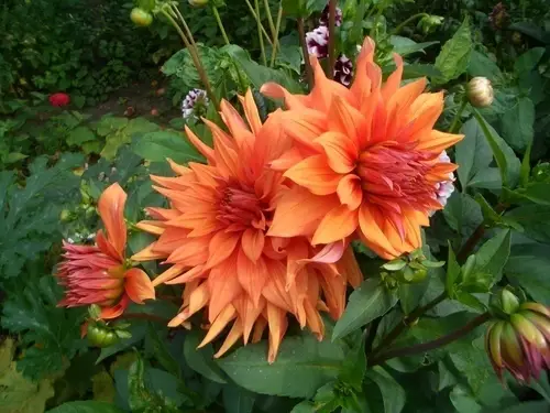 dalia naranja dalia naranja