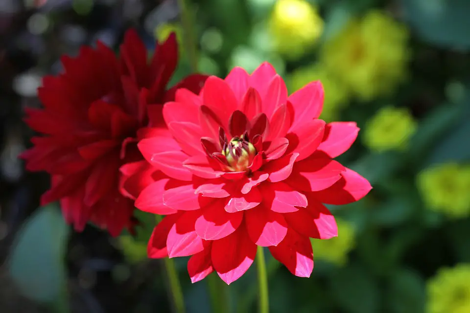 dalia roja dalia roja