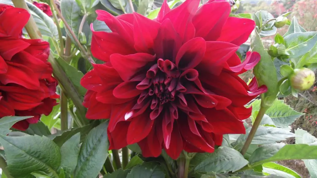 dalia roja dalia roja