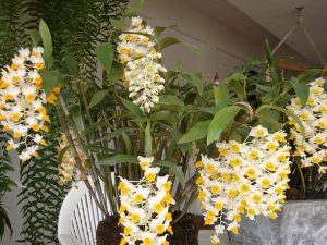 aprende a hacer la orquídea Dendrobium
