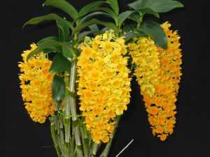 Cómo hacer florecer tu orquídea