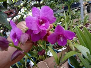 Características de la orquídea Denphal