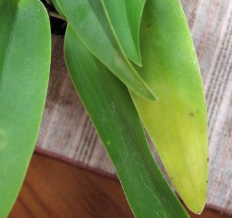 descolorado descolorado