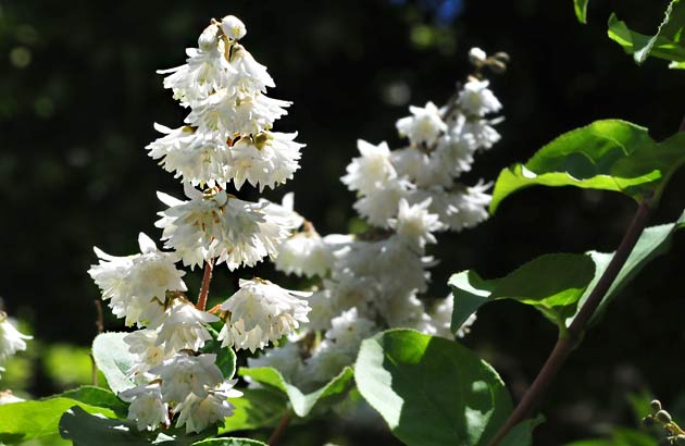 cabra deutzia