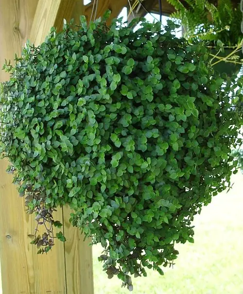 dinero-golpeando-0 dinero-golpeando-0