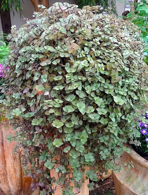 efectivo en efectivo-3 efectivo en efectivo-3