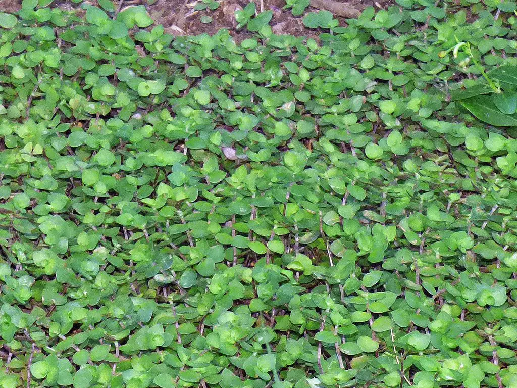 efectivo en efectivo-3 efectivo en efectivo-3