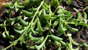 Características y cultivo de la suculenta collar-de-dolphins (Senecio peregrinus)