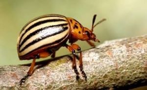 escarabajo de patata