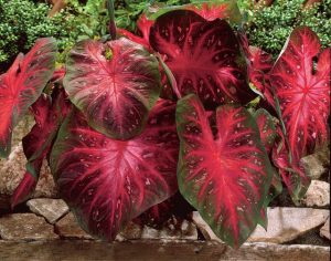 Caladium - Cómo cultivar