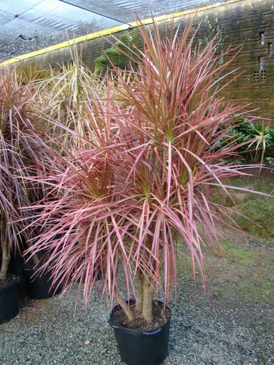 dracena-madagascar-rojo dracena-madagascar-rojo