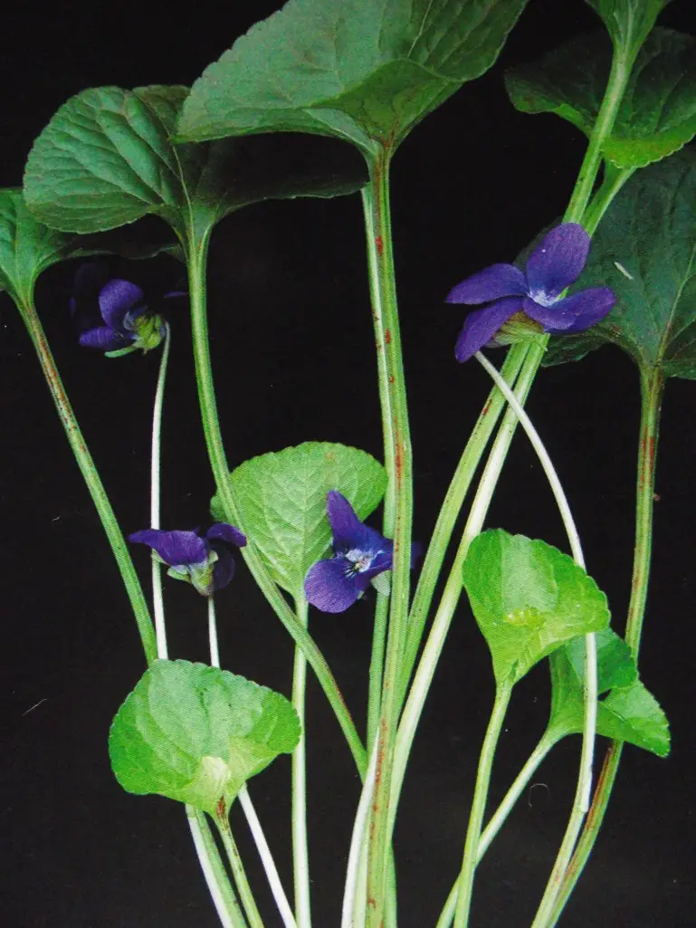odorata violeta