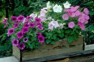 Cómo cultivar y cuidar Petunia