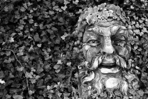 Significado de la hiedra