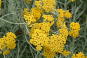 Helichrysum - Helichrysum italicum