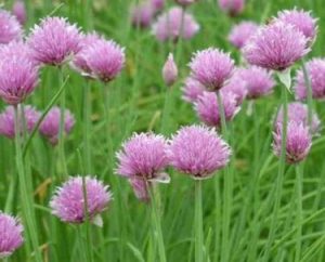 Cebolletas - Allium schoenoprasum