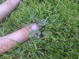 Conoce cuáles son las plantas indicadoras, espontáneas o malezas