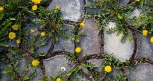 consejos sencillos para eliminar las malas hierbas rápidamente