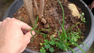 aprenda a evitar las malas hierbas en macetas