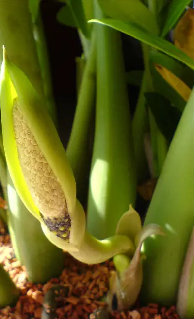 esencia de flor esencia de flor