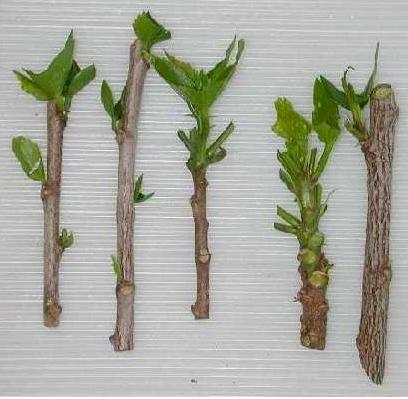 esquejes de hortensia