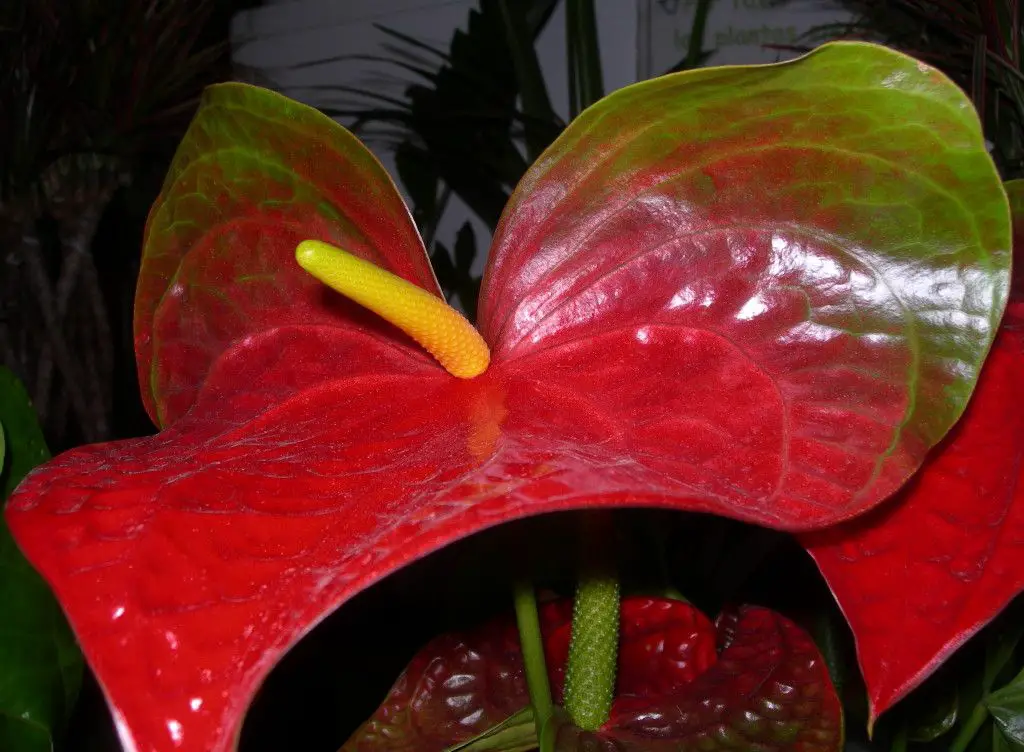 Anthurium andraeanum "Dakota".