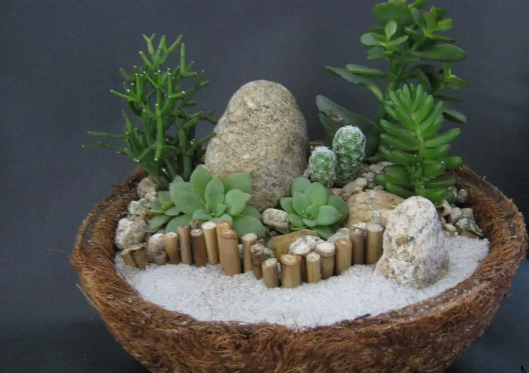 fibra de coco fibra de coco