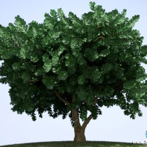 Características de Ficus Lyrata (Ficus lyrata)