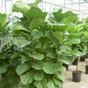 Características de Ficus Lyrata (Ficus lyrata)