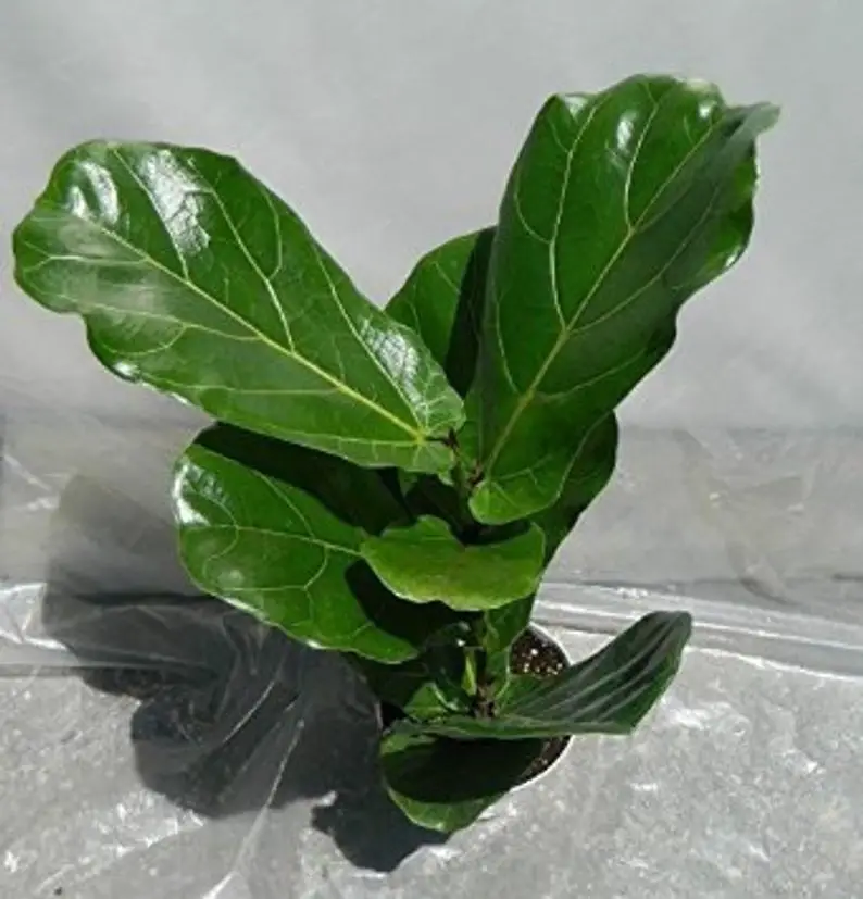 ficuslyriat