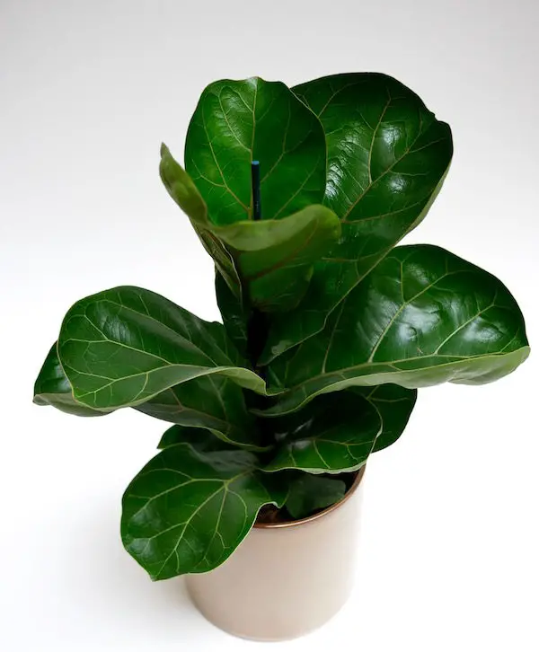 ficuslyriat
