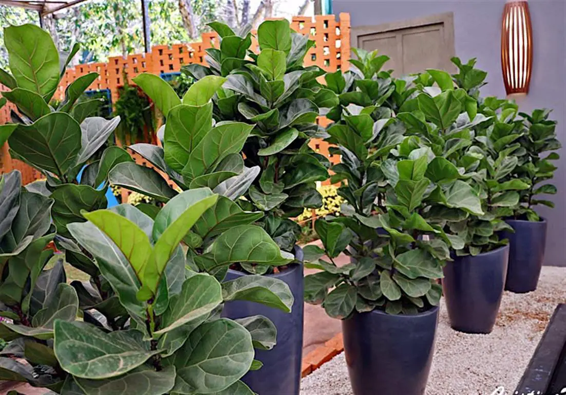 árbol de higo árbol de higo