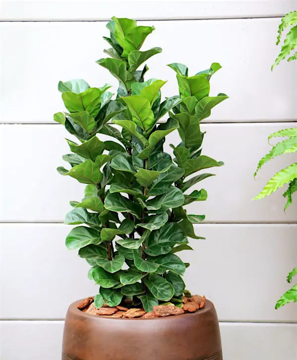 higo-lyra-ficus-lyrata- higo-lyra-ficus-lyrata-