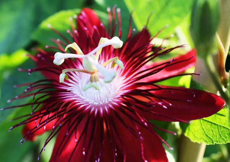 Passion flower Tips for my garden