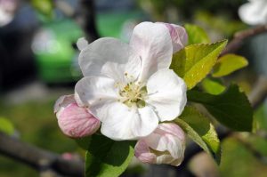 Flores de manzana