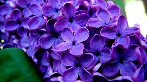 Nombres de flores moradas