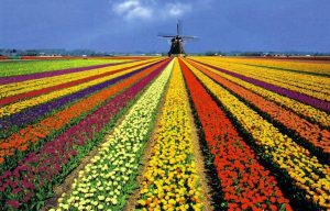 Tulipanes florecientes Holanda