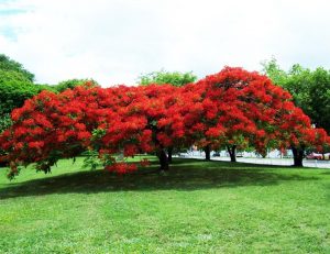 Clasificación de plantas
