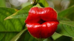 Características de la flor del beso (Psychotria elata)