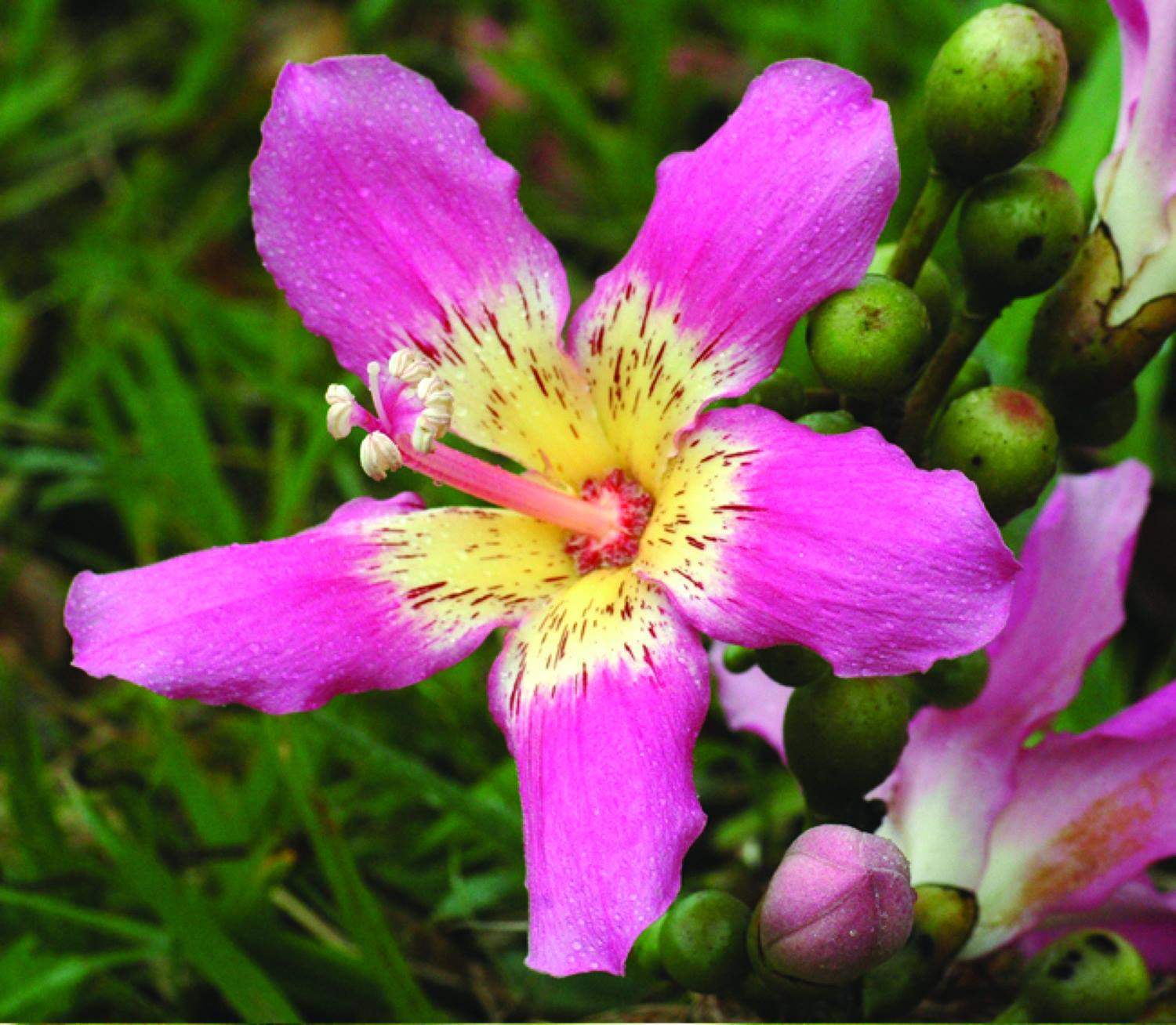flor del árbol del dolor