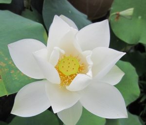 Aprende a plantar Lotus (Nelumbo nucifera)