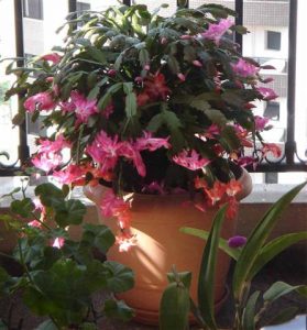 Características y cultivo de la flor de mayo (Schlumbergera truncata)