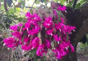 aprende a cultivar la flor de mayo (Schlumbergera truncata)