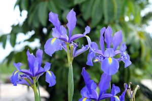 Cómo cultivar, plantar y podar Flor-de-Iris