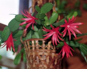 Características y cultivo de la Flor de Octubre (Hatiora rósea)
