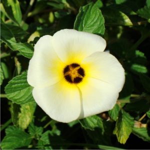 Características y cultivo de la Flor de Guarujá (Turnera ulmifolia)