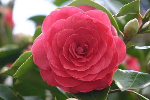 camelia_flower1